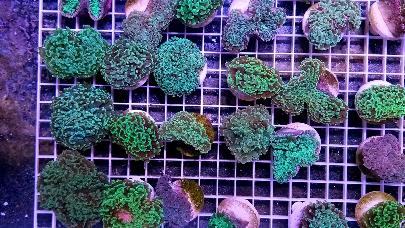 Euphyllia spp.